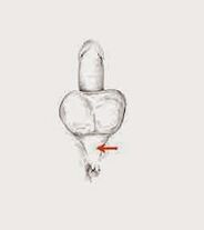 शक्ति बढ़ाने के लिए शक्तिवर्धक मांसपेशियाँ और उनका तनाव